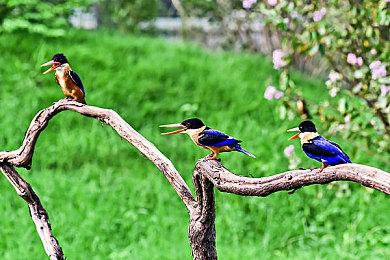 《无人机群》开发工作室公布新作《花园生活》